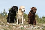 LABRADOR 054